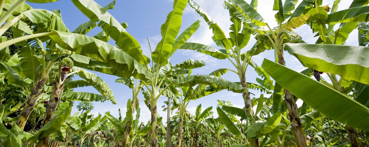 Agriculture