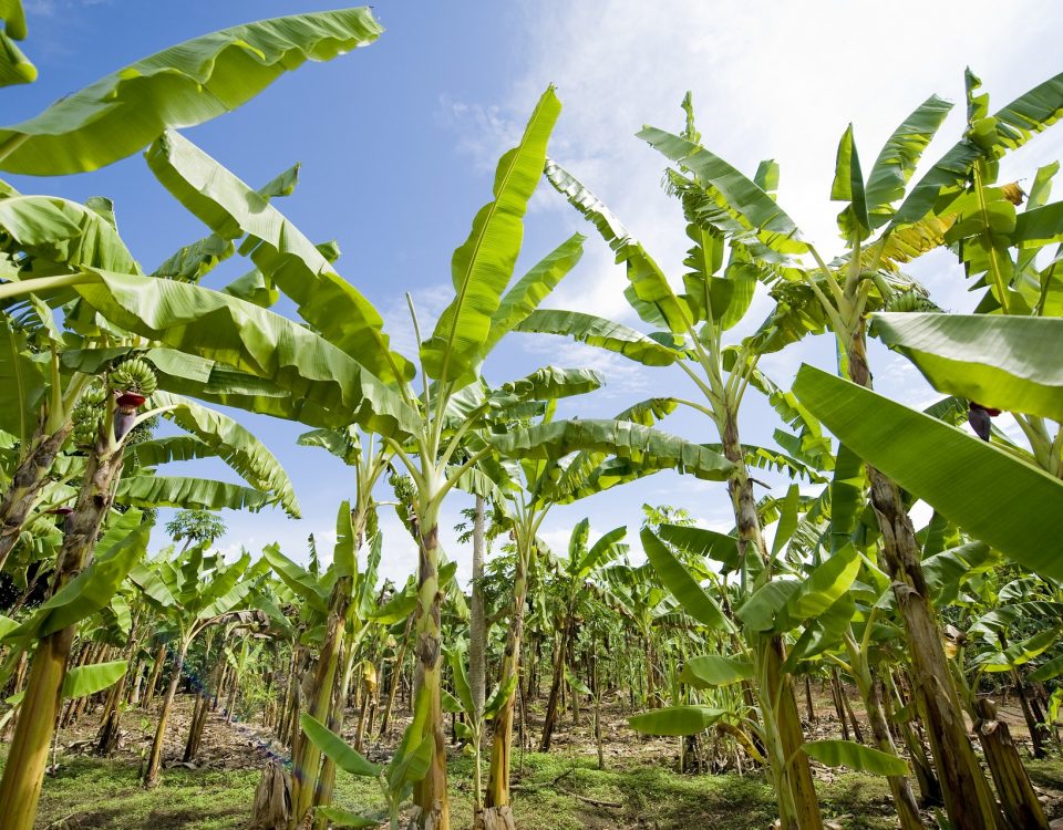Agriculture
