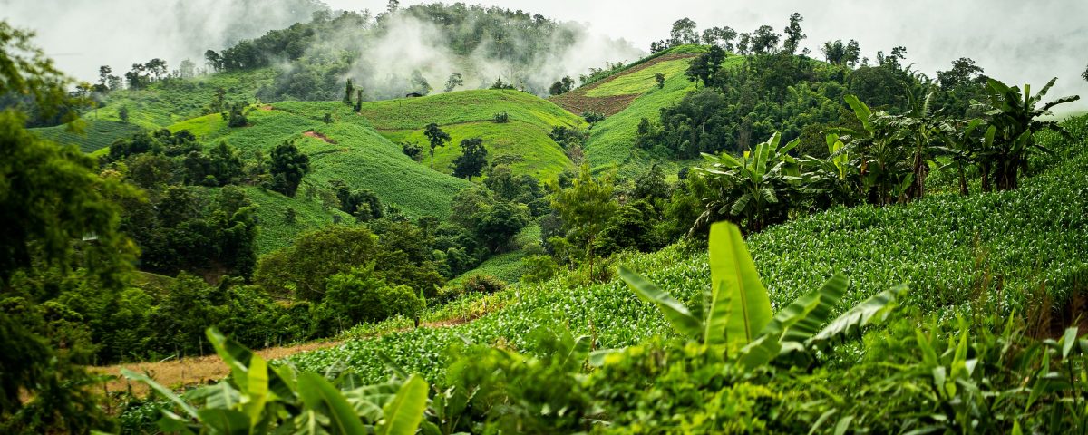 Jungle