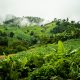 Jungle